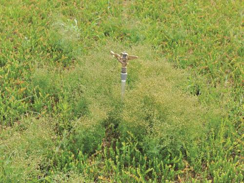 Spargoute des champs(Spergula arvensis)_13