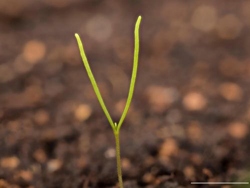 Spargoute des champs(Spergula arvensis)_18