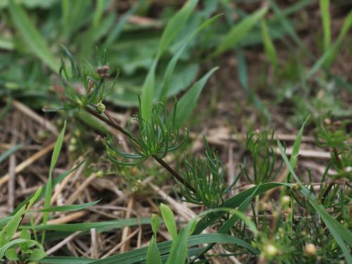 Spargoute des champs(Spergula arvensis)_21