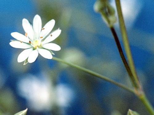 Stellaire à feuilles de graminée(Stellaria graminea)_7