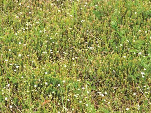 Stellaire à feuilles de graminée(Stellaria graminea)_9