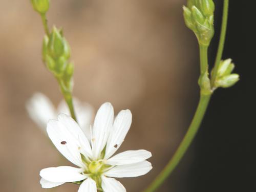 Stellaire à feuilles de graminée(Stellaria graminea)_10