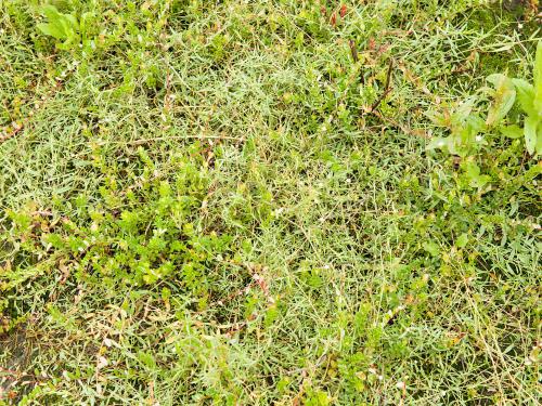 Stellaire à feuilles de graminée(Stellaria graminea)_12