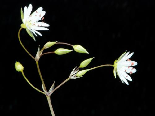 Stellaire à feuilles de graminée(Stellaria graminea)_14