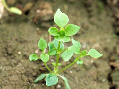 Stellaire moyenne(Stellaria media)_1