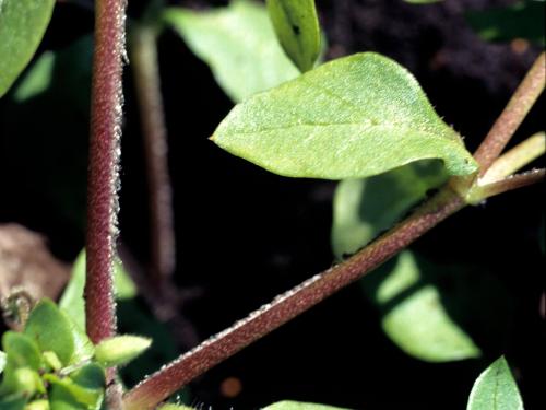 Stellaire moyenne(Stellaria media)_3