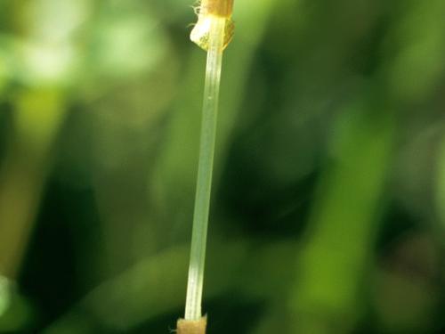 Stellaire moyenne(Stellaria media)_4