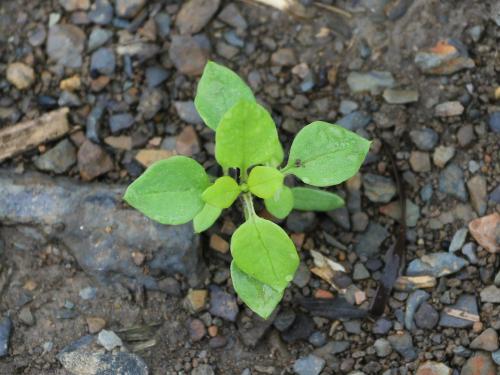 Stellaire moyenne(Stellaria media)_8