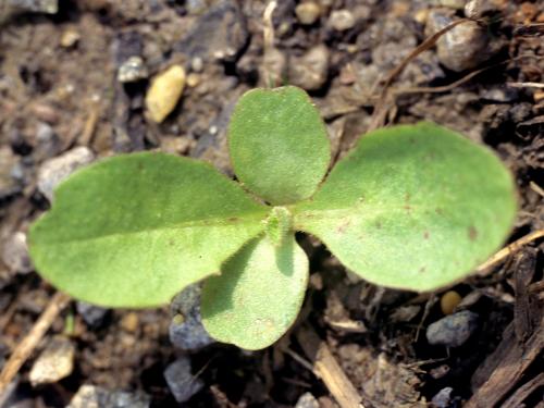 Laiteron champs (Sonchus arvensis)_1