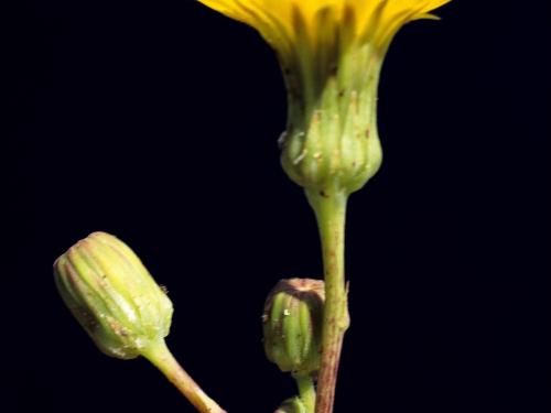 Laiteron champs (Sonchus arvensis)_9