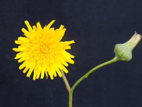 Laiteron champs (Sonchus arvensis)_10