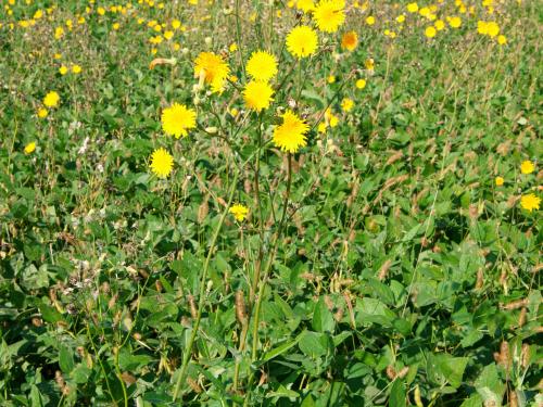 Laiteron champs (Sonchus arvensis)_12