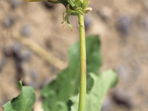 Pissenlit (Taraxacum officinale)_7