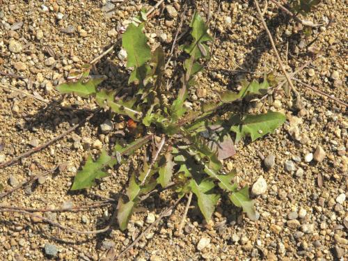 Pissenlit (Taraxacum officinale)_8