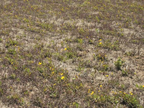 Pissenlit (Taraxacum officinale)_9