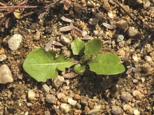 Pissenlit (Taraxacum officinale)_10