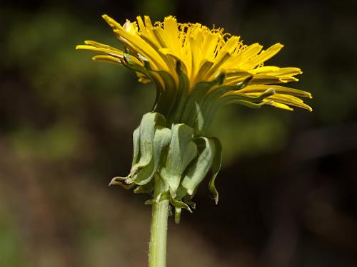 Pissenlit (Taraxacum officinale)_14