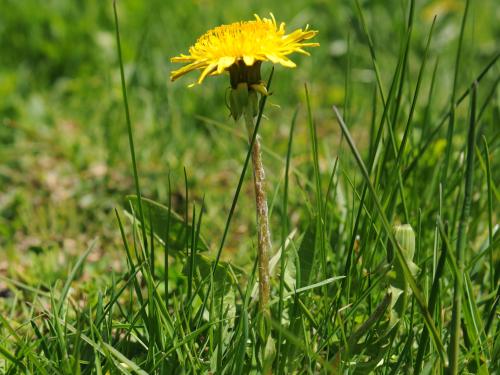 Pissenlit (Taraxacum officinale)_24