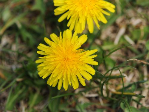 Pissenlit (Taraxacum officinale)_25