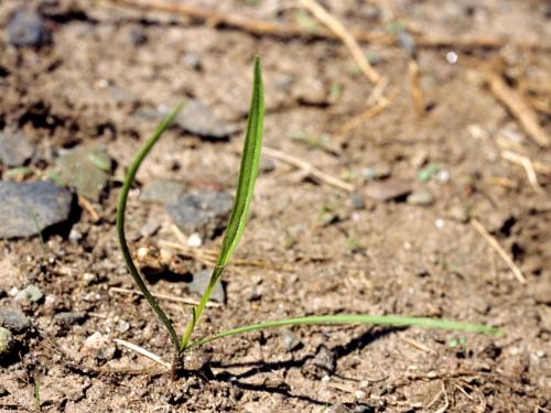 Salsifis prés (Tragopogon pratensis)_2