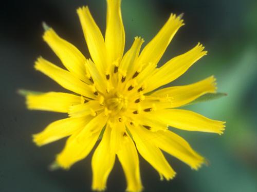 Salsifis prés (Tragopogon pratensis)_6