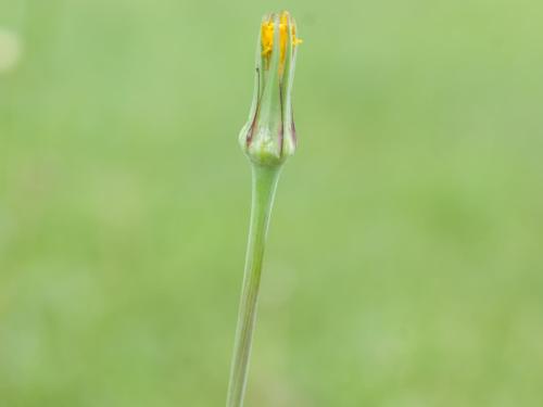 Salsifis prés (Tragopogon pratensis)_10