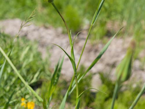 Salsifis prés (Tragopogon pratensis)_12