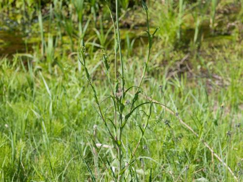 Salsifis prés (Tragopogon pratensis)_14