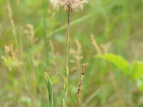 Salsifis prés (Tragopogon pratensis)_15