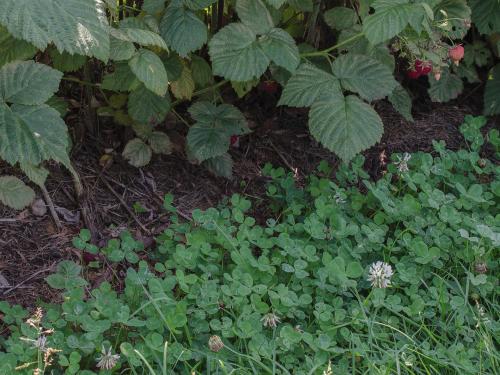 Trèfle blanc(Trifolium repens)_1