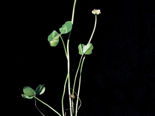 Trèfle blanc(Trifolium repens)_3