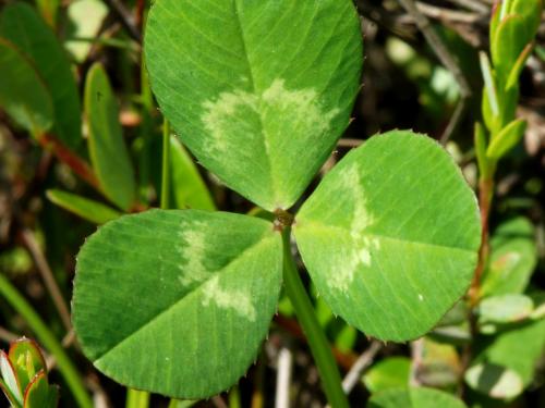 Trèfle blanc(Trifolium repens)_5