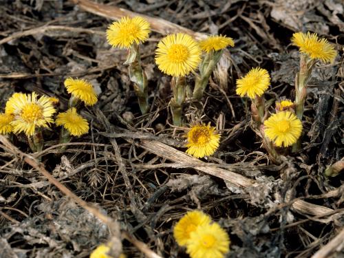 Tussilage pas-d'âne(Tussilago farfara)_5