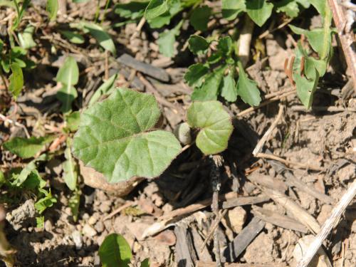 Tussilage pas-d'âne(Tussilago farfara)_15