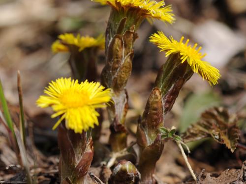 Tussilage pas-d'âne(Tussilago farfara)_19