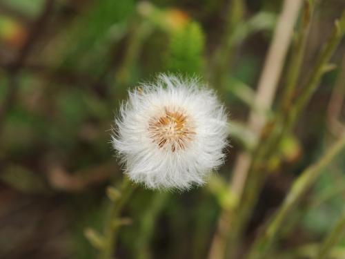 Tussilage pas-d'âne(Tussilago farfara)_21