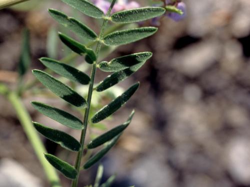 Vesce jargeau(Vicia cracca)_4