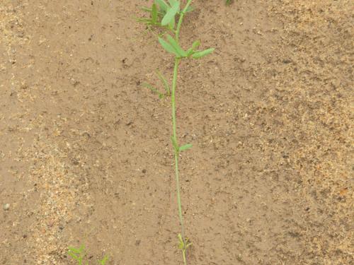 Vesce jargeau(Vicia cracca)_15