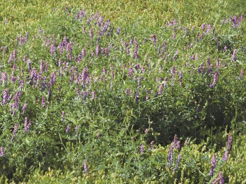 Vesce jargeau(Vicia cracca)_17