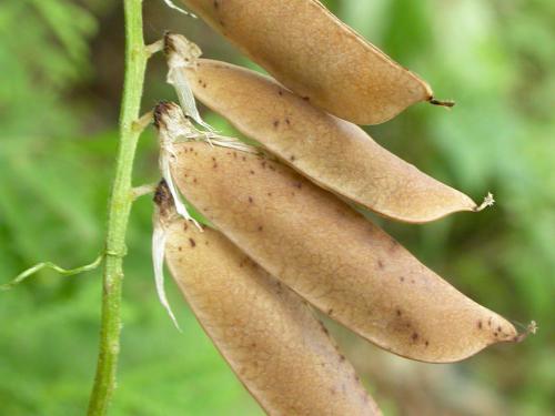 Vesce jargeau(Vicia cracca)_19