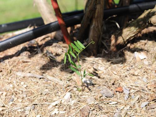 Vesce jargeau(Vicia cracca)_22