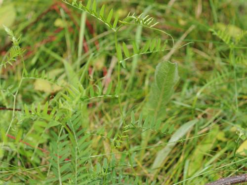 Vesce jargeau(Vicia cracca)_24