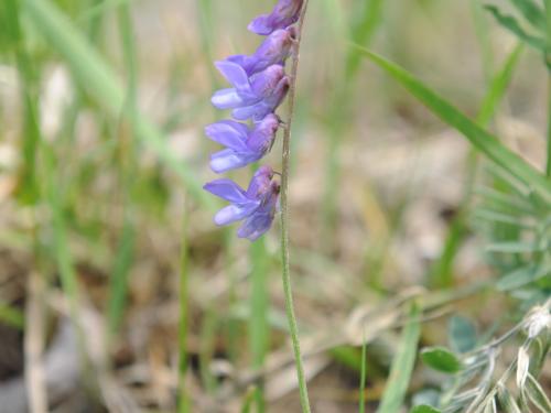 Vesce jargeau(Vicia cracca)_28