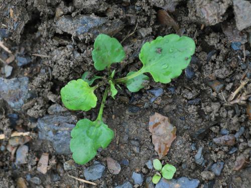 Violette des champs(Viola arvensis)_10