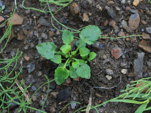 Violette des champs(Viola arvensis)_11