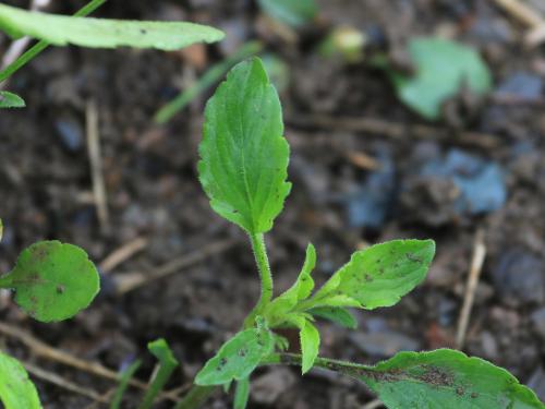 Violette des champs(Viola arvensis)_12