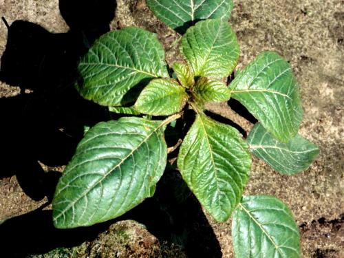 Amarante de Powell(Amaranthus powellii)_1