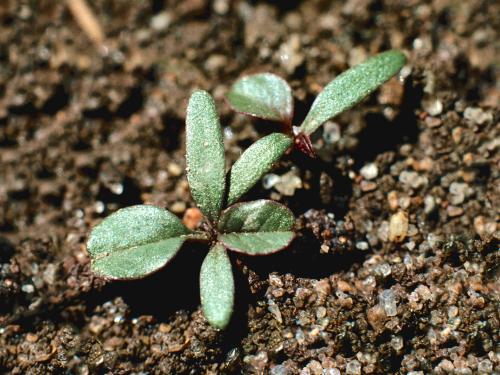 Amarante de Powell(Amaranthus powellii)_2