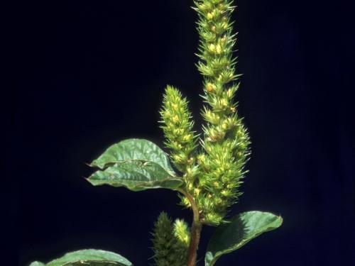 Amarante de Powell(Amaranthus powellii)_6