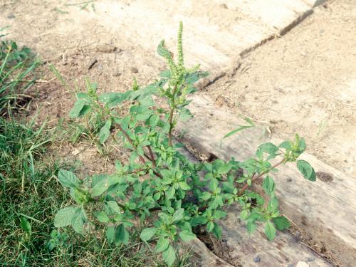 Amarante de Powell(Amaranthus powellii)_9